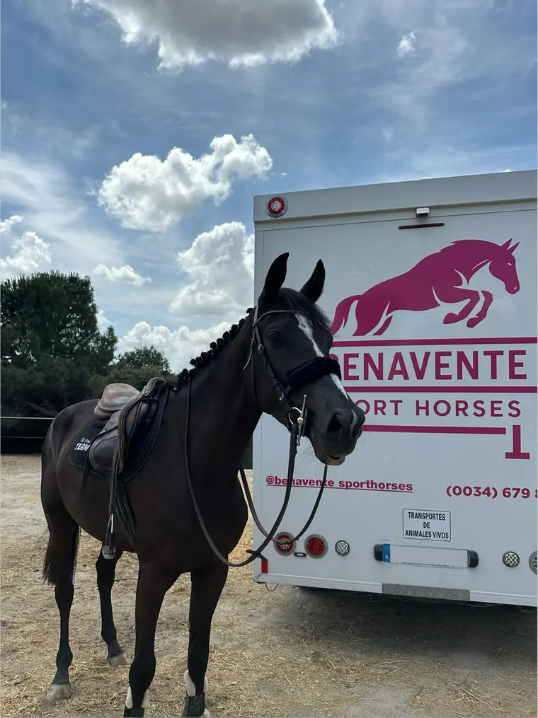 Furgoneta para caballos en alquiler Benavente Sport Horses