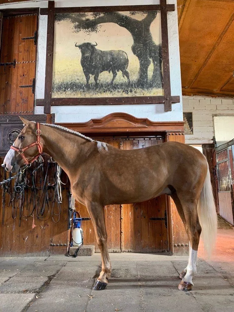 Eros, caballo palomino para doma y salto en venta