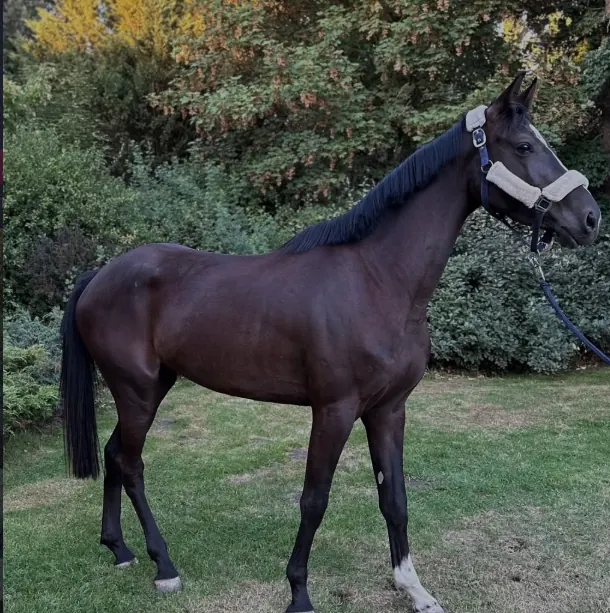 Yegua de salto en venta Benavente Sport Horses