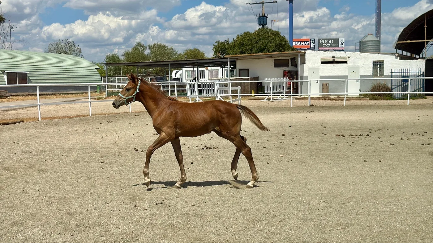 Saint Blaze The Foal, potro de salto en venta