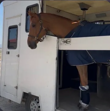 Caballo listo para el transporte en la furgoneta de Benavente Sport Horses