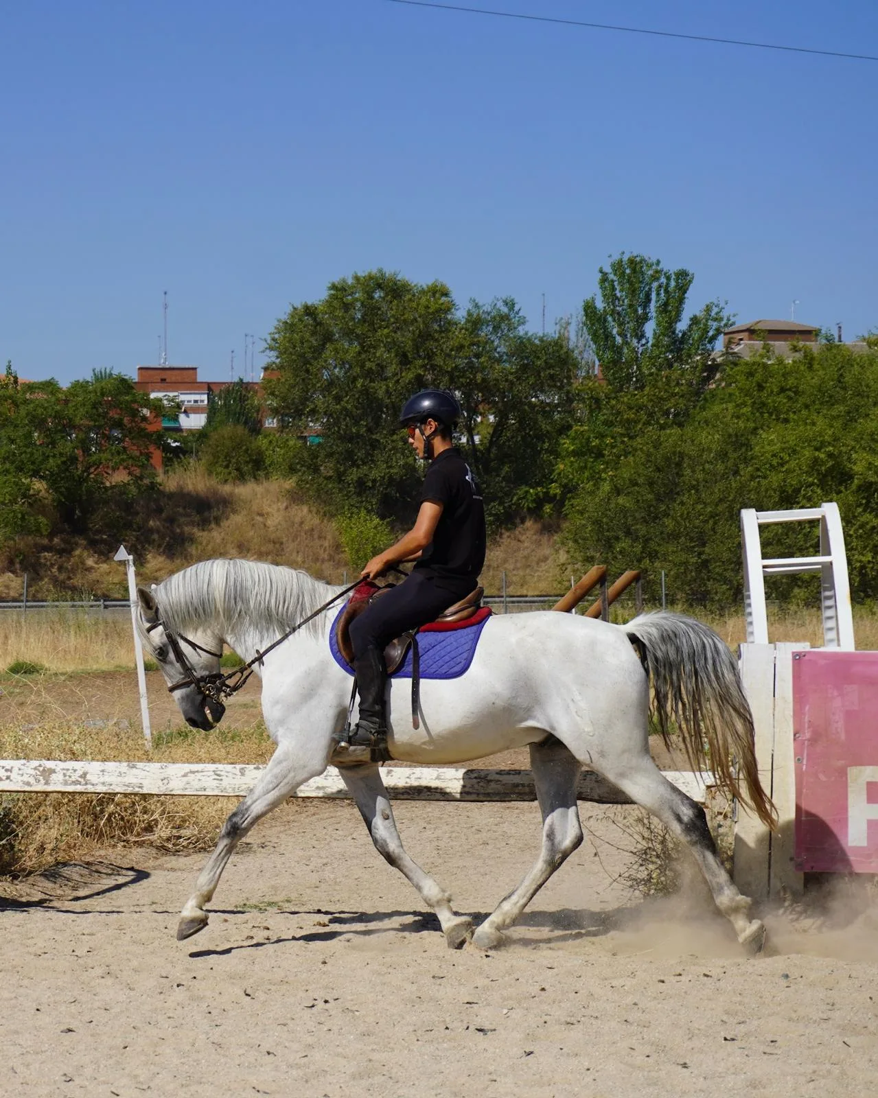 Torete, caballo castrado para salto y doma en venta